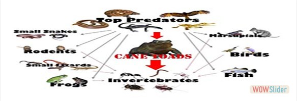 Cane toad impacts on Predator species